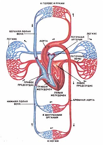 Кровообращение. Два круга кровообращения. Цикл кровообращения