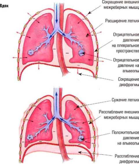 Механизмы дыхания