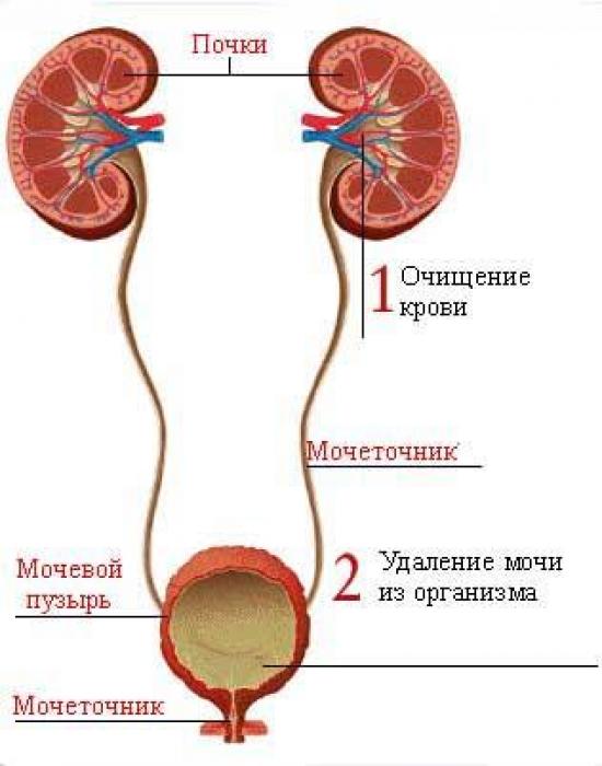 Мочевыводящие пути