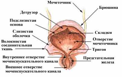 Строение мочевого пузыря