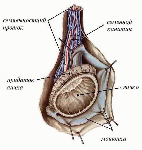Строение мошонки