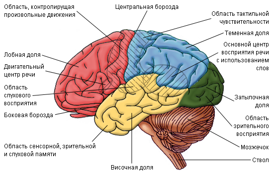 Мозговые зоны