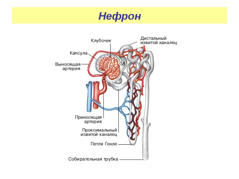 Строение нефрона