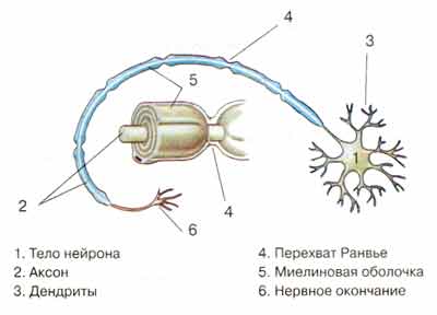 Строение нейрона