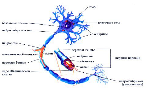 Строение нервной клетки