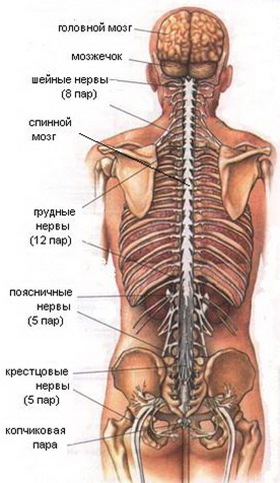 Нервная система человека