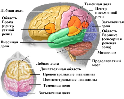 Головной мозг