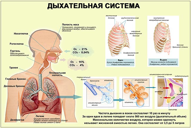 Органы дыхательной системы