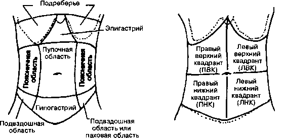 Зоны брюшной полости