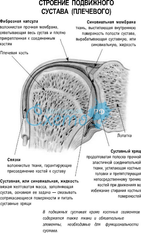 Плечевой сустав человека. Виды суставов, подвижные соединения костей скелета