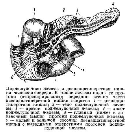 Поджелудочная железа