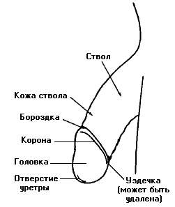 Строение полового члена