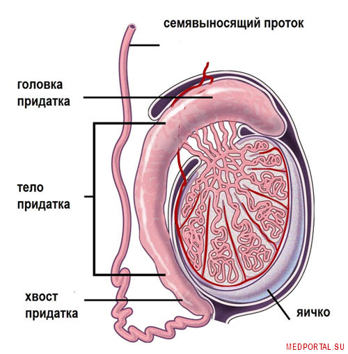 Придатки яичка