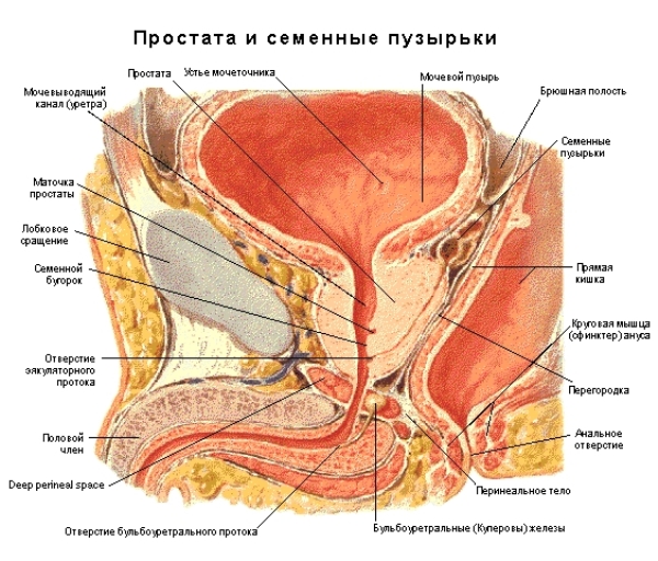 Простата и семенные пузырьки