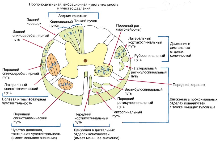 Разрез спинного мозга