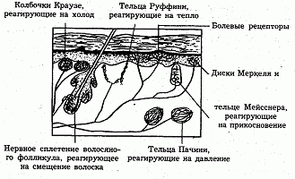 Рецепторы кожи