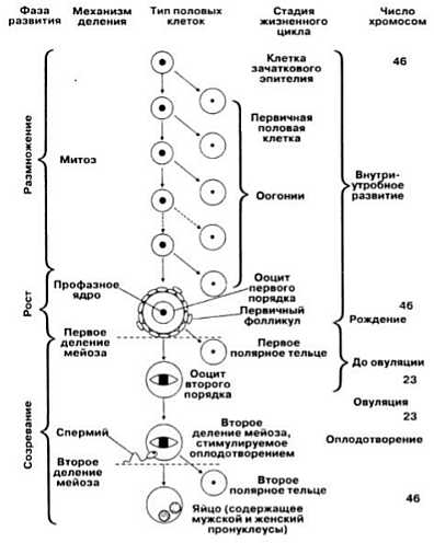 Схема овогенеза