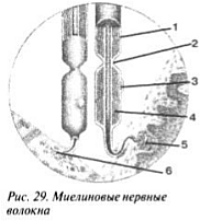 Миелиновые нервные волокна