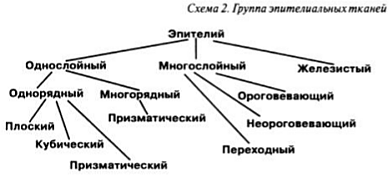 Характеристика эпителиальной ткани