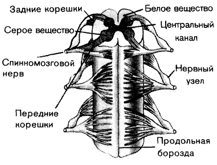 Схема строения спинного мозга