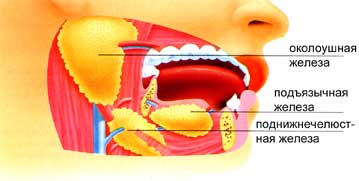 Слюнные железы