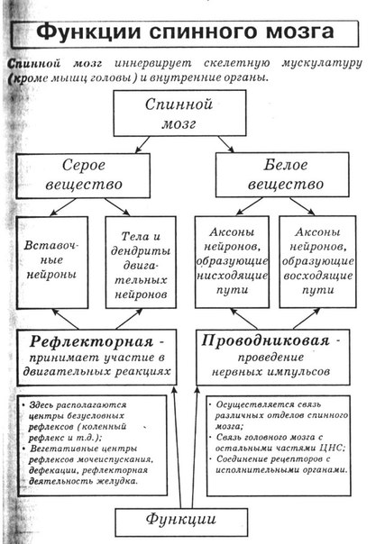 Функции спинного мозга человека