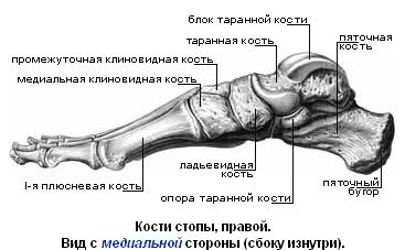 Кости стопы