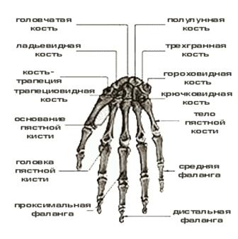 Строение кисти