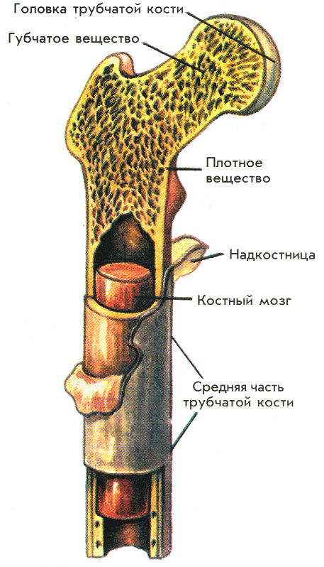 Строение кости человека