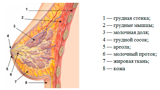 Строение молочной железы
