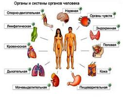 systemicheloveka.jpg