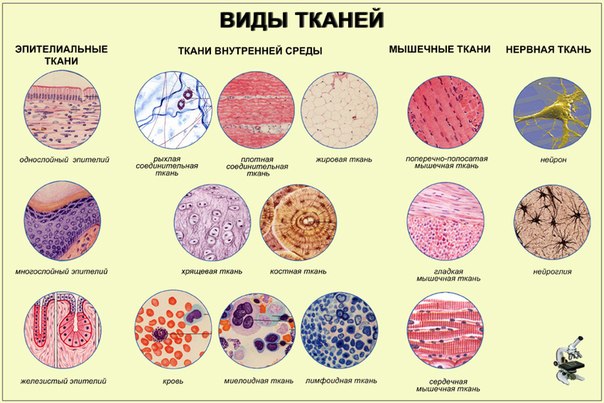 Виды тканей