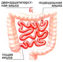Тонкий кишечник человека