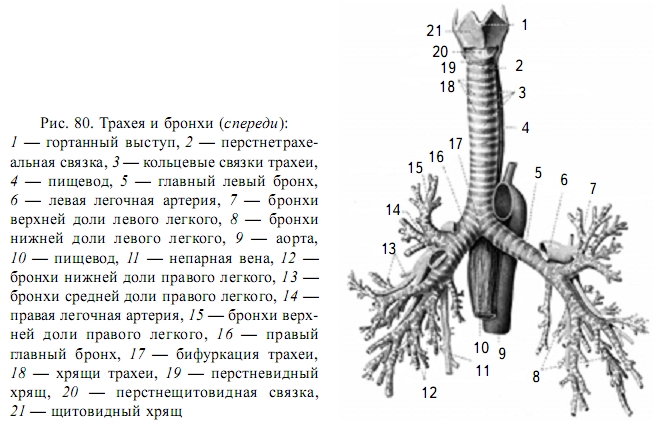 Трахея и бронхи строение
