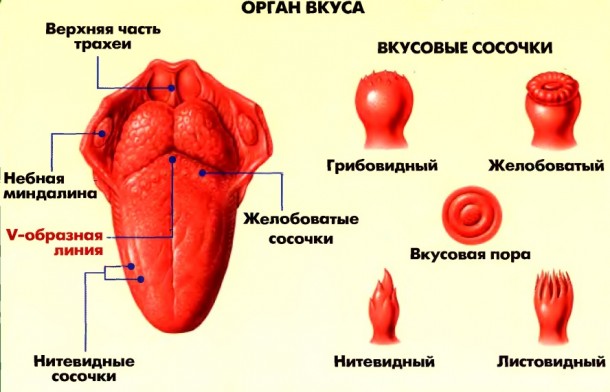 Вкусовые сосочки