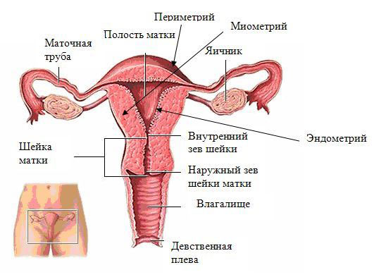 Женские внутренние половые органы