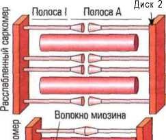 Волокна: актиновые и миозиновые