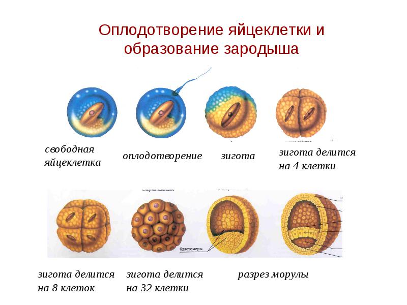 Зигота